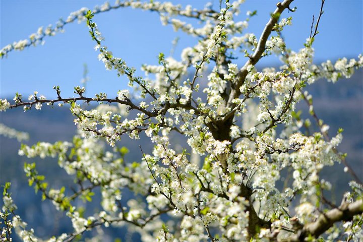 Primavera sul Lago di Garda